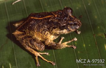 Media type: image;   Herpetology A-97592 Description: Photo of animal in life, taken in the field by Dr. Kenneth Ichiro Miyata. A slide of the photo was scanned in 2012 by Melissa Wooley.;  Aspect: lateral